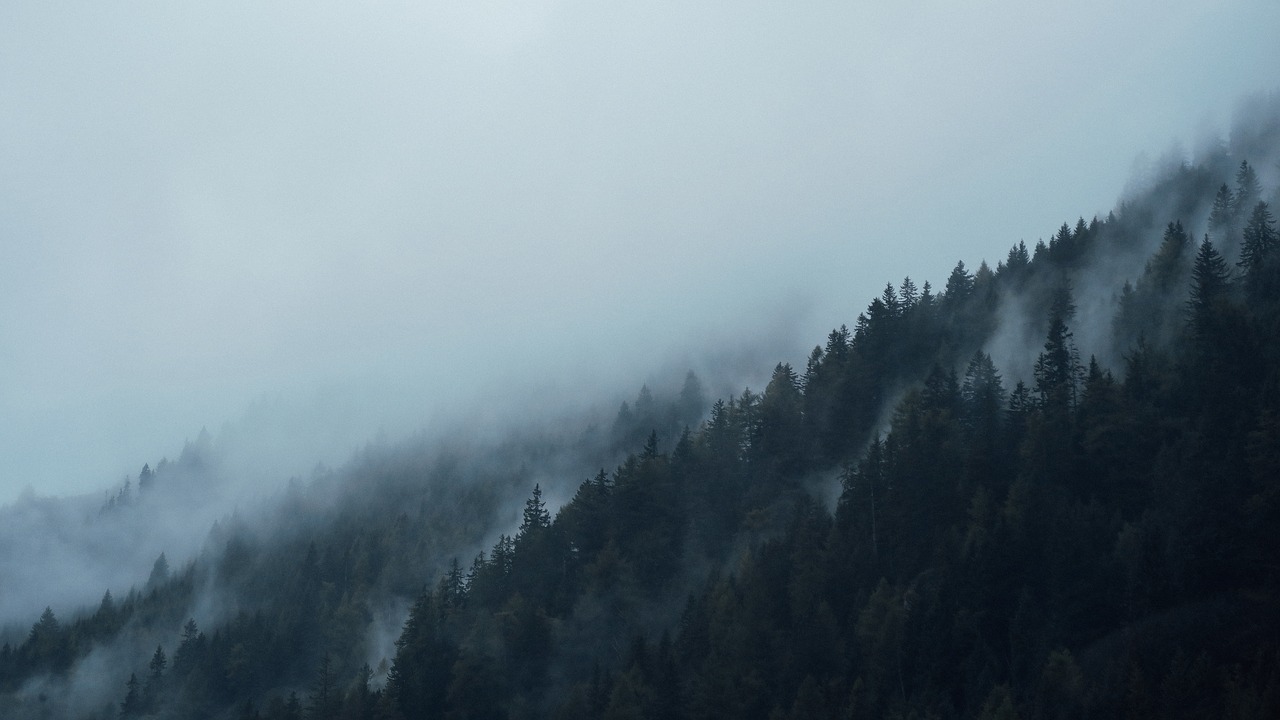 conifers, mountains, fog