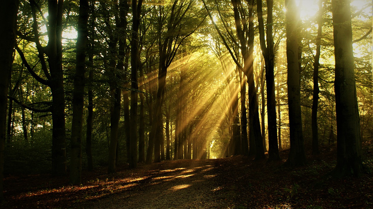 forest, path, sunlight