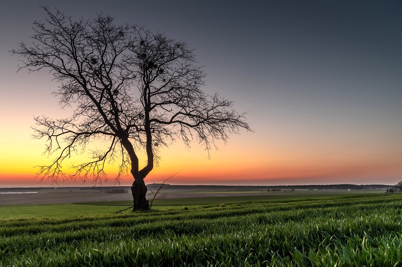 lone tree, sunset, dusk over the valley-4133723.jpg